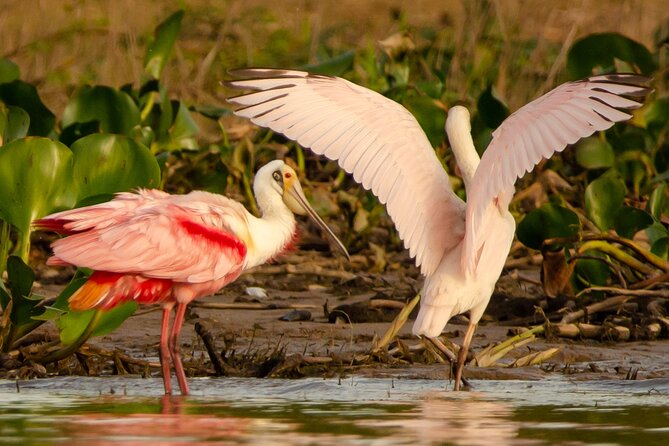 River Eco-Tourism on the Paraguay River - Booking and Availability Details