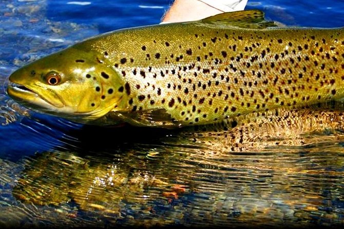 River Fishing for Wild Trout. Connemara. French Speaking Ghillie - Key Points