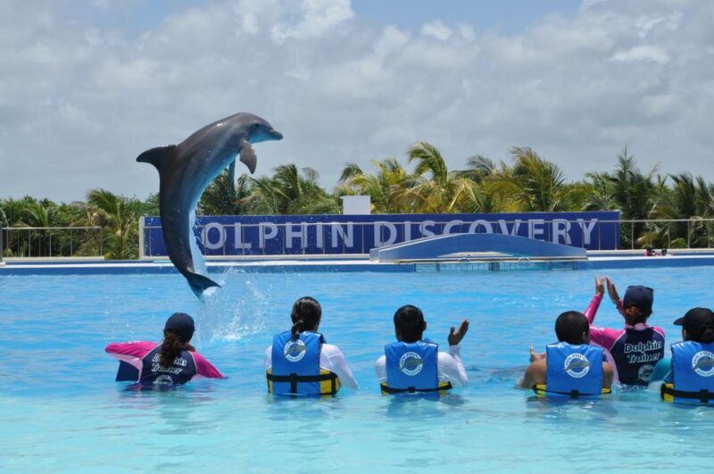 Riviera Maya: Dolphin Encounter With Beach Club Access - Dolphin Interaction Details