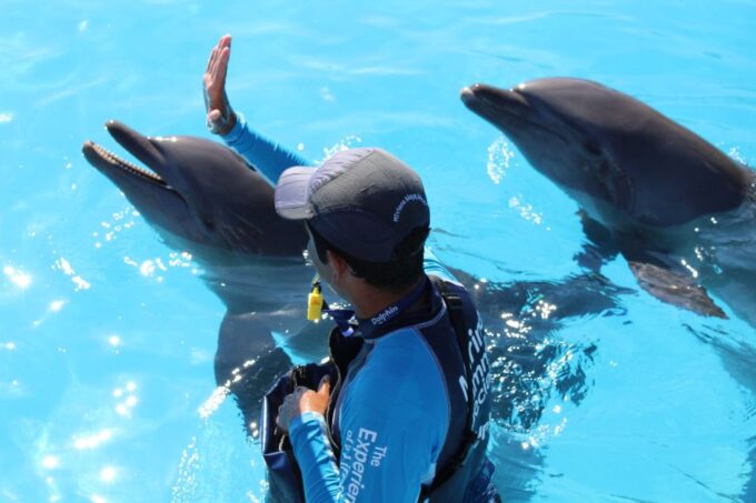 Riviera Maya: Dolphin Encounter With Beach Club Access - Additional Considerations