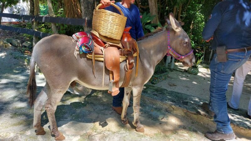 Riviera Maya: Horseback Riding at Rancho Bonanza - Highlights and Features