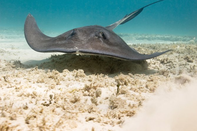 Riviera Maya Luxury Snorkeling Cruise With Lunch and Drinks - Riviera Maya Coastline Cruise