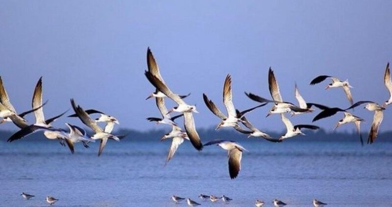 Riviera Maya: Private Transfer to Holbox Island - Local Assistance