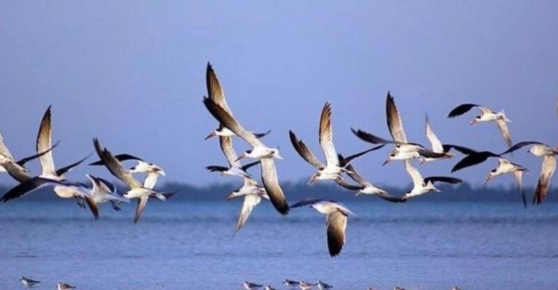 Riviera Maya: Private Transfer to Holbox Island - Ferry and Taxi Information
