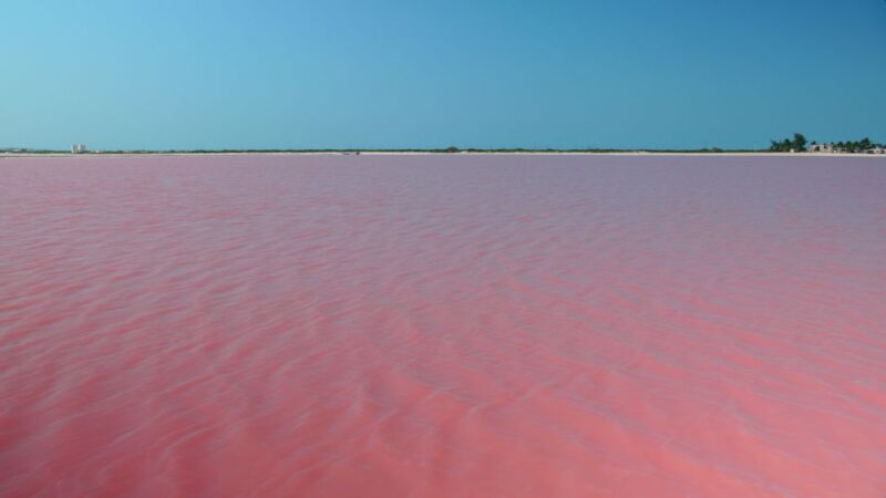 Riviera Maya: Rio Lagartos & Las Coloradas Day Trip W/Lunch - Key Points