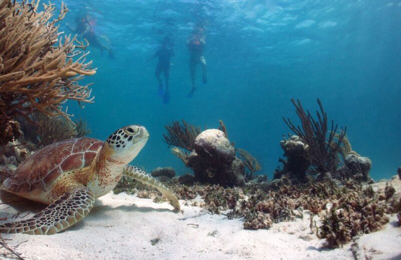 Riviera Maya: Tulum Guided Tour and Akumal Swim With Turtles - Pricing and Booking