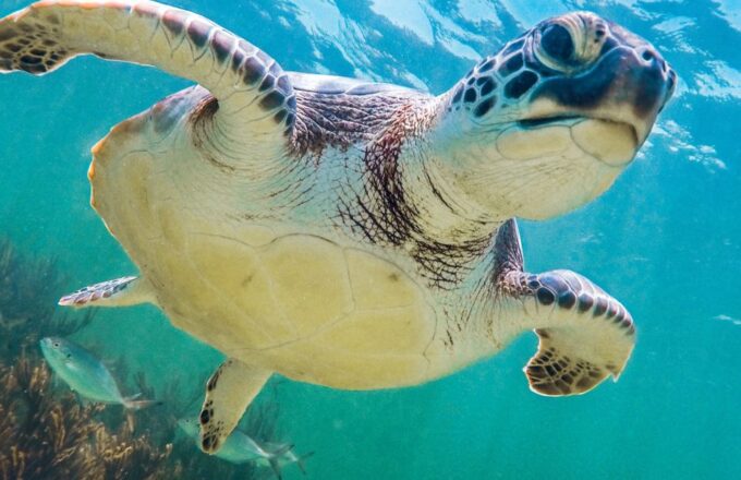 Riviera Maya: Tulum Guided Tour and Akumal Swim With Turtles - Customer Feedback