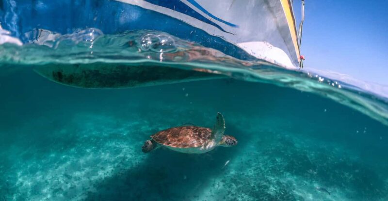 Riviera Maya: Turtles Encounter Akumal Bay Half a Day Tour - Key Points