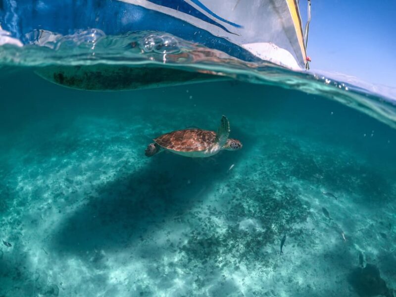 Riviera Maya: Turtles Encounter Akumal Bay Half a Day Tour - Tour Inclusions