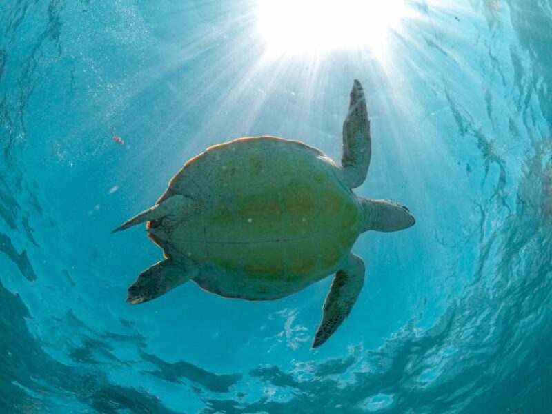 Riviera Maya: Turtles Encounter Akumal Bay Half a Day Tour - Pickup and Drop-off