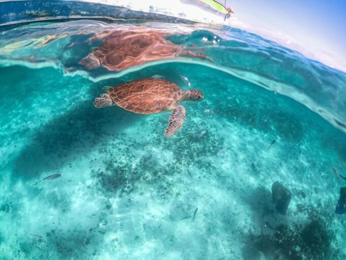 Riviera Maya: Turtles Encounter Akumal Bay Half a Day Tour - Frequently Asked Questions