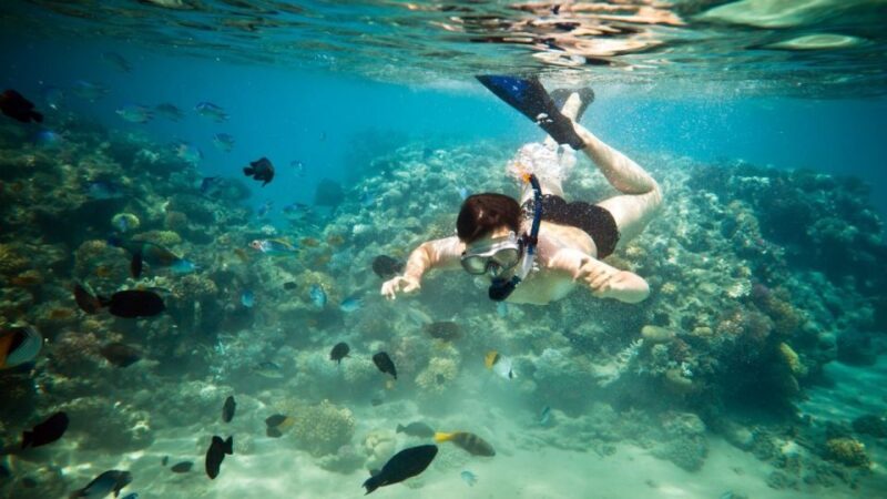 Riviera Maya: Two-Reef Snorkeling Experience - Pickup and Participants