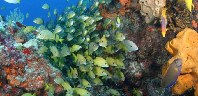 Riviera Maya: Two-Reef Snorkeling Experience - Pricing and Cancellation