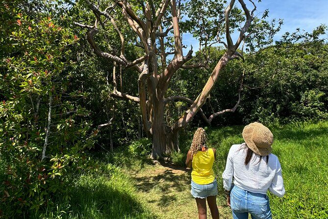 Road to Hana Maui Tours - The Itinerary: What to Expect from Start to Finish