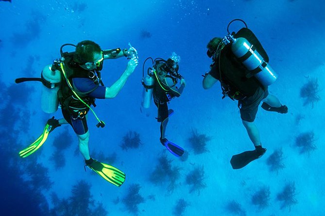 Roatan 1 Tank Shore Dive, Sloth & Monkey Park, City Tour Plus Transportation - Key Points
