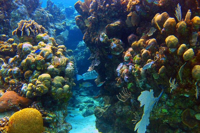 Roatan 1 Tank Shore Dive, Sloth & Monkey Park, City Tour Plus Transportation - Meeting and Pickup Details