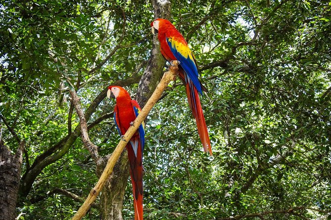 Roatan by Land and Sea - Exploring Roatans Natural Wonders