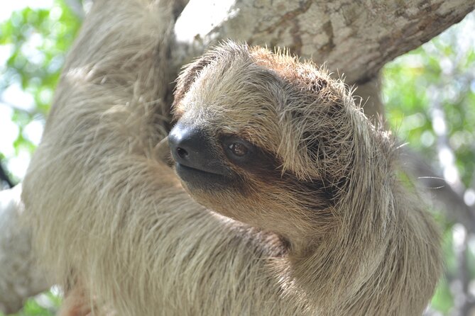 Roatan Drift Snorkel and Monkey/Sloth Sanctuary Tour - Snorkeling Equipment