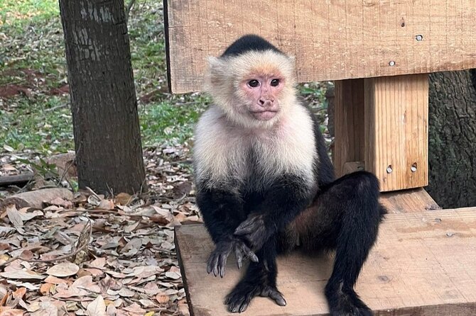 Roatan Eco Park Adventure Macaws Sloth Chocolate Rum Sample - Key Points