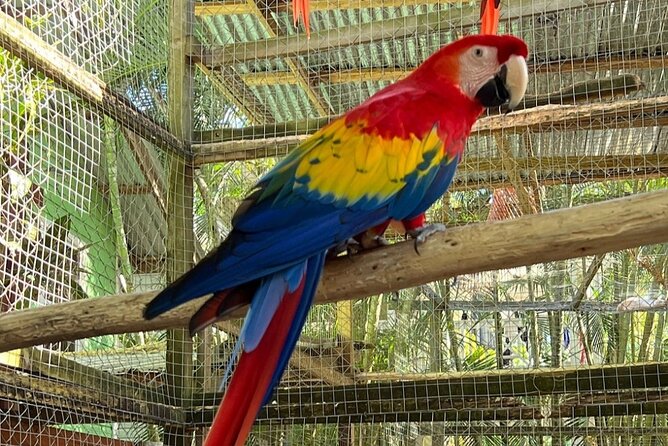 Roatan Eco Park Adventure Macaws Sloth Chocolate Rum Sample - Reviews and Recommendations