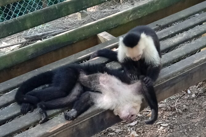 Roatan Eco Tour (Monkey Sloth Butterfly Garden,Iguana Park) Private City Tour. - Tour Duration and Itinerary