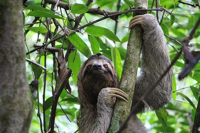 Roatan Excursion: City Tour / Plus Sloths and Monkey Hang Out - Meeting and Pickup Details