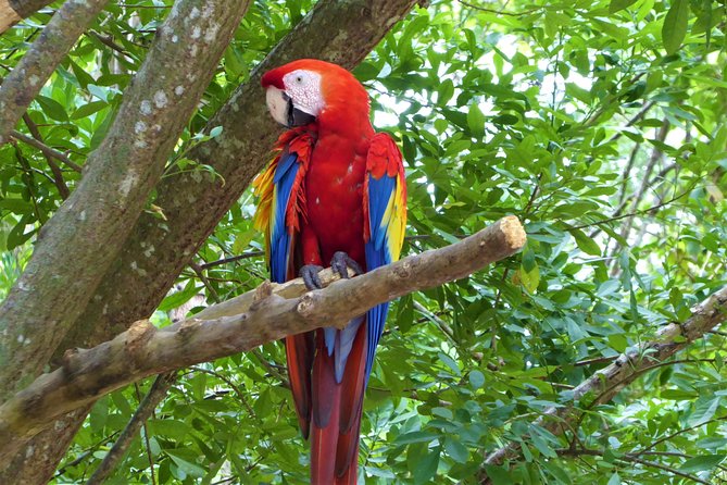 Roatan Excursion: Zip-Line With Sloths Park - Operating Hours and Availability