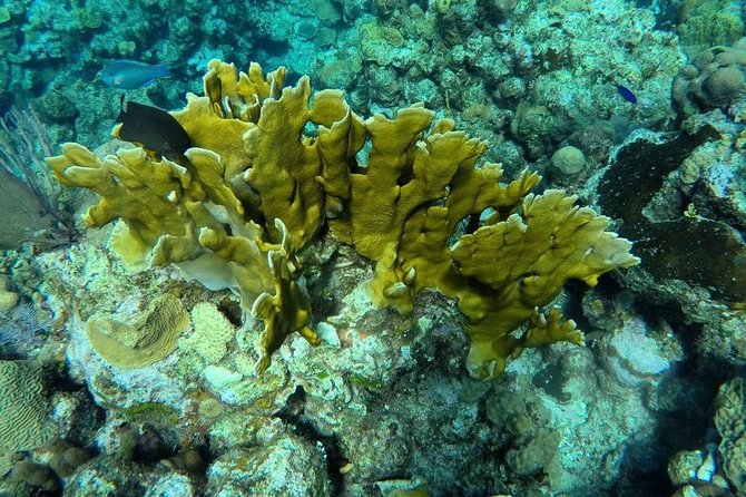 Roatan Jet Ski Shore Excursion With Snorkel and Beach - Sightseeing With a Private Driver