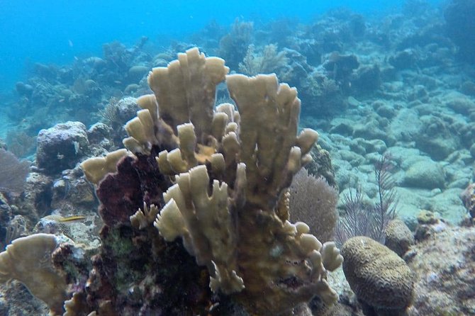 Roatan Jet Ski Shore Excursion With Snorkel and Beach - Inclusions and Additional Information