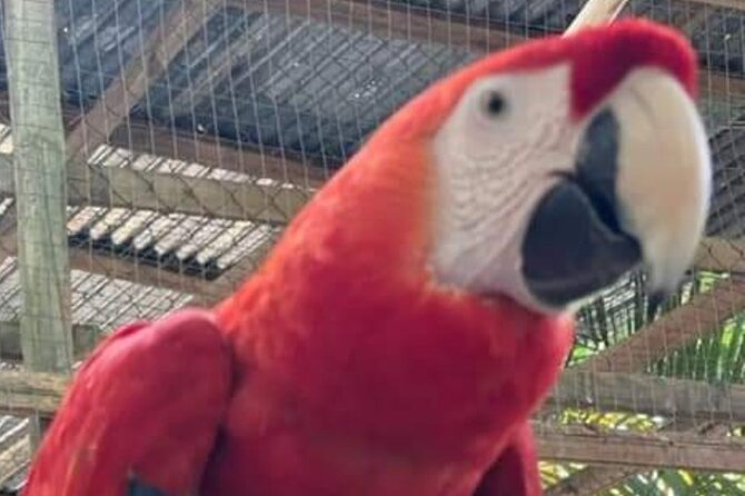 Roatan Kid Friendly 2 Stop Park:Iguana Farm, Mayan Eden Eco Park - Highlights of the Iguana Farm