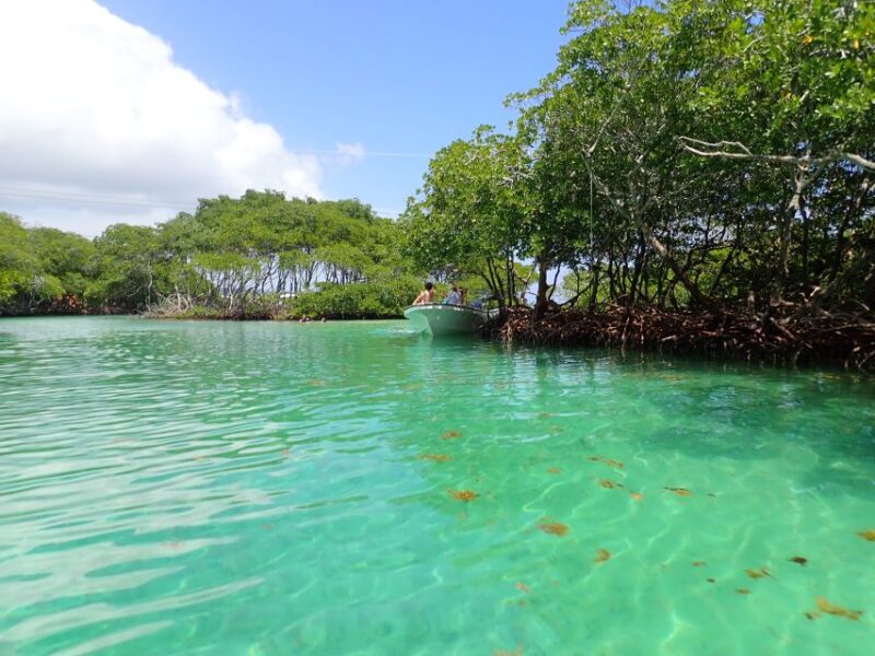 Roatan: Mangrove Tunnel Tour With Snorkeling - Experience Highlights