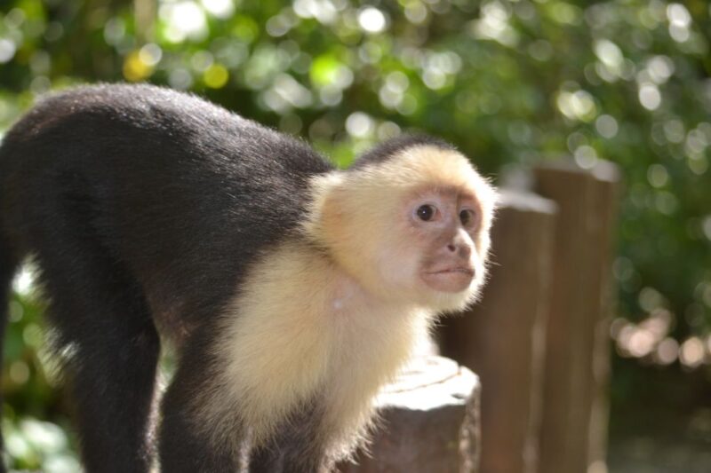 Roatan: Mangrove Tunnel Tour With Snorkeling - Itinerary Details