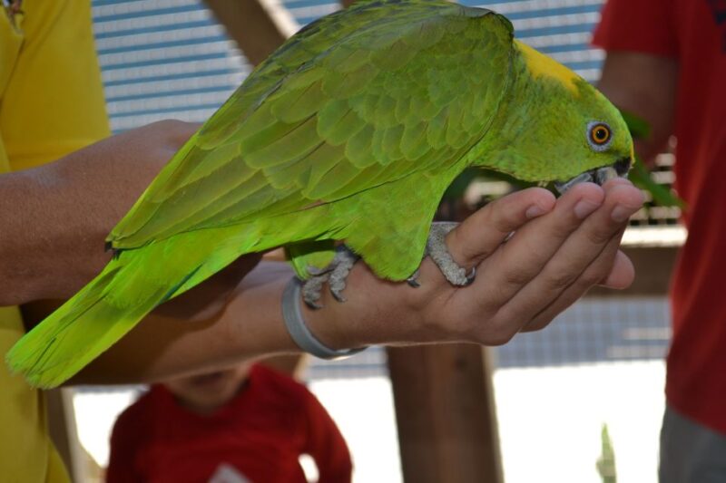 Roatan: Mangrove Tunnel Tour With Snorkeling - Participant Information