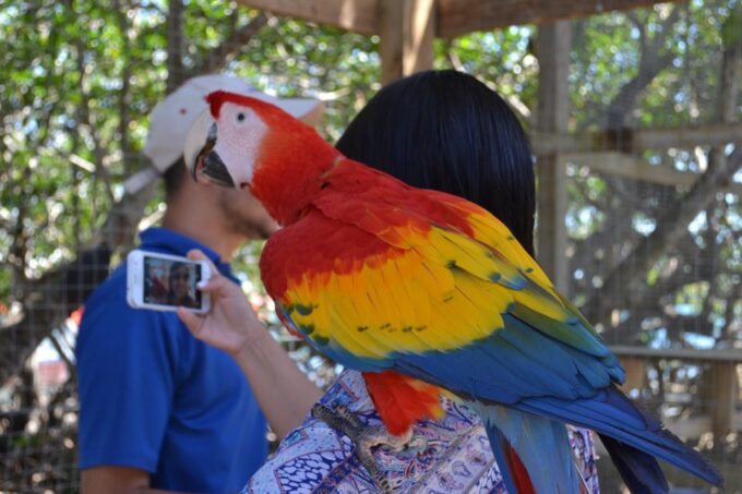 Roatan: Mangrove Tunnel Tour With Snorkeling - Cancellation Policy