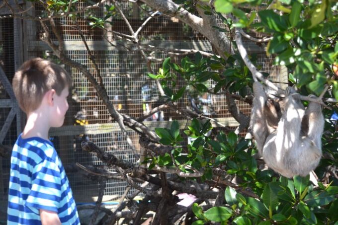 Roatan: Mangrove Tunnel Tour With Snorkeling - Frequently Asked Questions