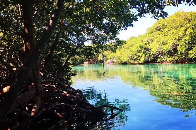 Roatan Mangrove Tunnels Adventure - Interacting With Sloths and Iguanas
