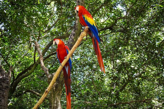 Roatan Mangrove Tunnel,Sightseeing,,Food Tasting and Beach - Rejuvenating Beach Relaxation