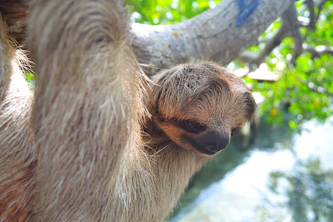 Roatan Monkey and Sloth Sanctuary and Beach Break - Key Points