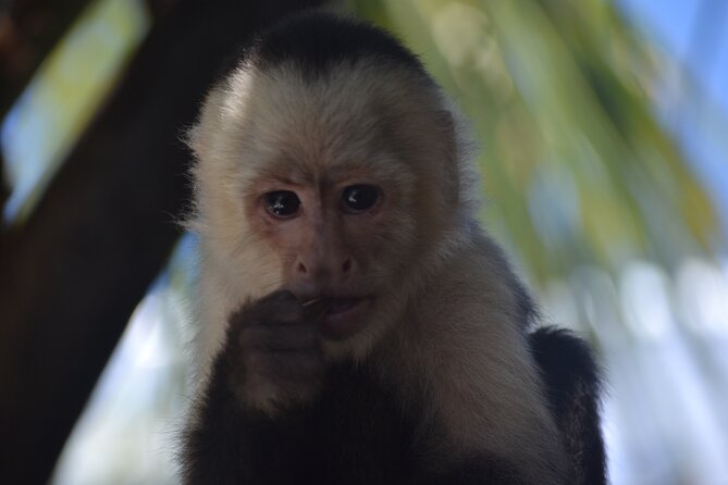 Roatan Monkey and Sloth Sanctuary and Beach Break - Monkeys at the Sanctuary