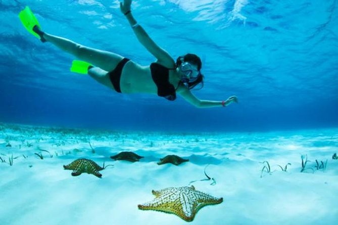 Roatan North Side Mangroves, Starfish, Shipwreck Snorkeling & Transportation - Key Points