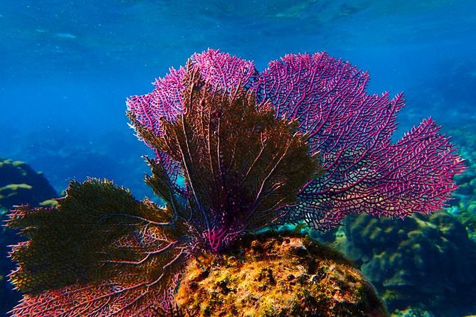 Roatan Private Catamaran Shipwreck, Blue Channel and Starfish With Transfer - Experience Details