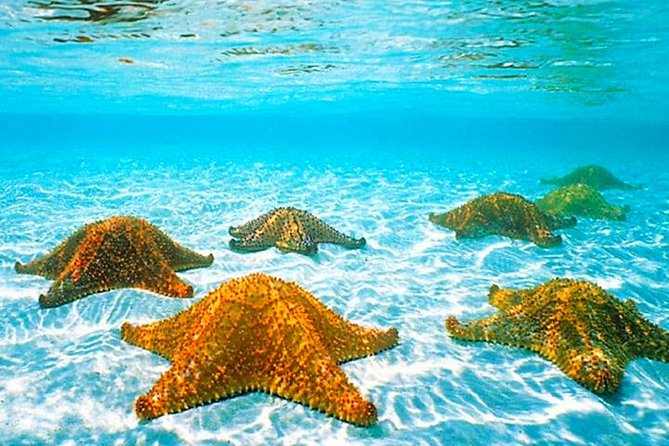 Roatan Private Catamaran Shipwreck, Blue Channel and Starfish With Transfer - Snorkeling the Blue Channel