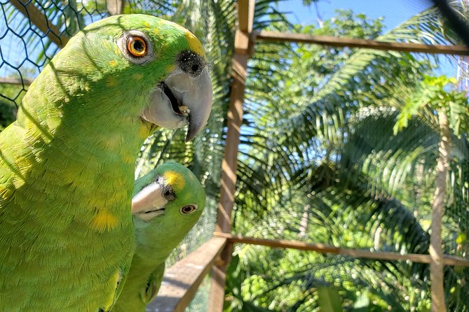 Roatan Shore Excursion - the All in One Roatan Adventure - Health and Safety Guidelines