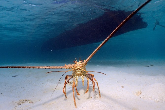 Roatan Shore Excursion - the All in One Roatan Adventure - Exploring Roatans Natural Wonders