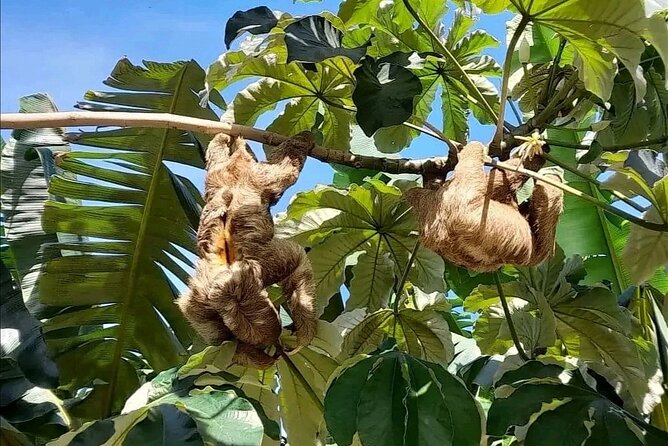 Roatan Sloth & Monkeys Animal Park , Chocolate Rum Cake Factory - Tour Rating and Duration