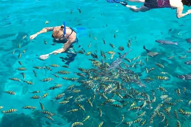 Roatan Wild Side Monkyes and Sloth Hangout Iguana and Snorkeling - Key Points