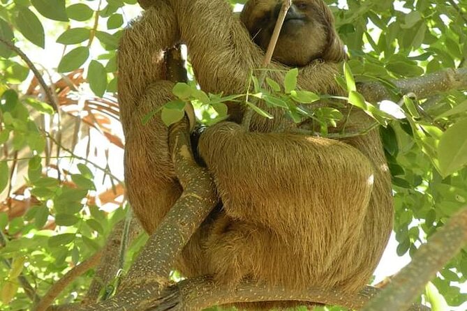 Roatan Wild Side Monkyes and Sloth Hangout Iguana and Snorkeling - Traveler Feedback and Recommendations