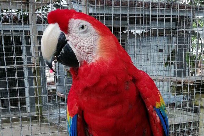 Roatan Zipline Adventure, Sloths & Monkeys,Chocolate Factory Tour - Explore the Butterfly Garden