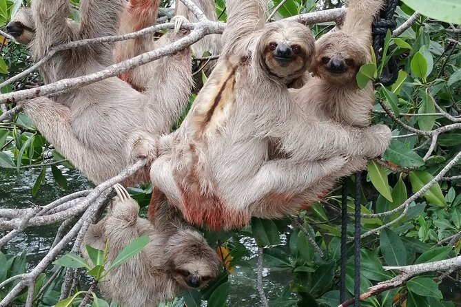 Roatan Zipline Adventure, Sloths & Monkeys,Chocolate Factory Tour - Transportation and Accessibility Details