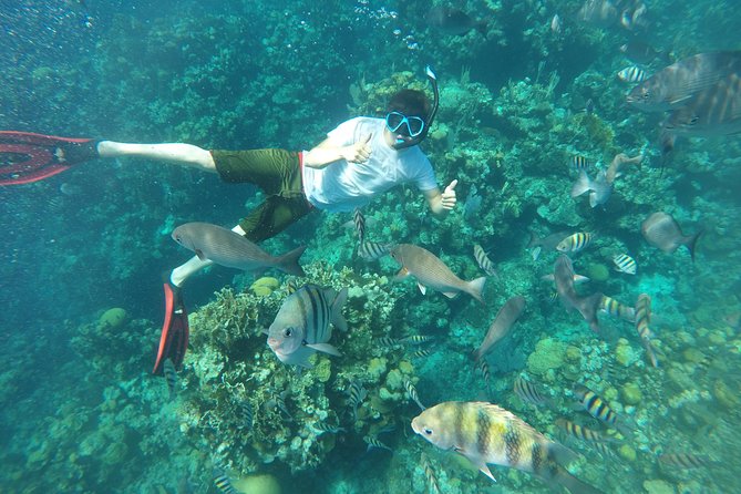 ROATAN: Zipline-Sloths-Snorkeling-City Tour Chocolate & Rum - Animal Encounters